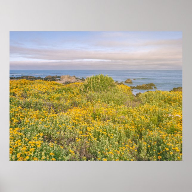Vår i Monterey Poster (Framsidan)