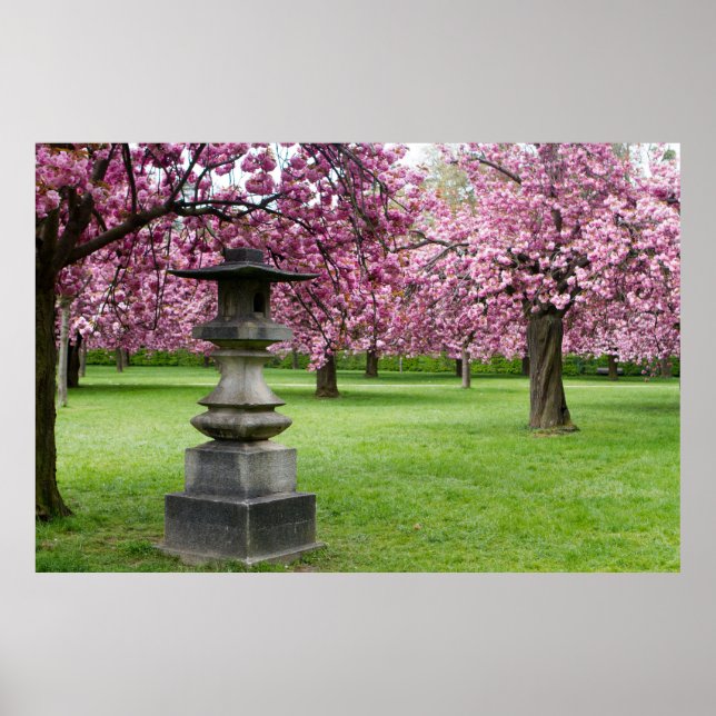 Vår i Paris Cherry Blommar Poster (Framsidan)