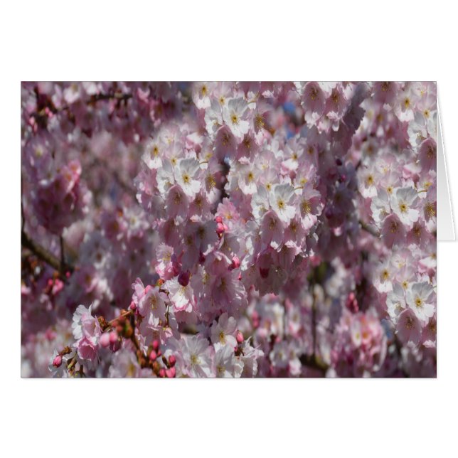 VÅR i ROSA Hälsningskort (Framsidan Horizontal)