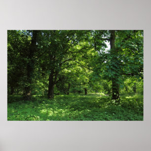 Vår i skogen 01 poster