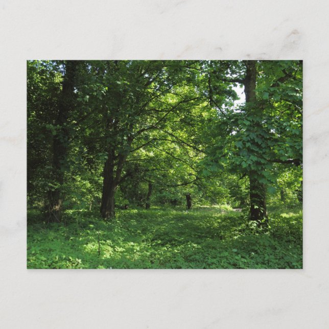 Vår i Skogen 01 Vykort (Framsida)