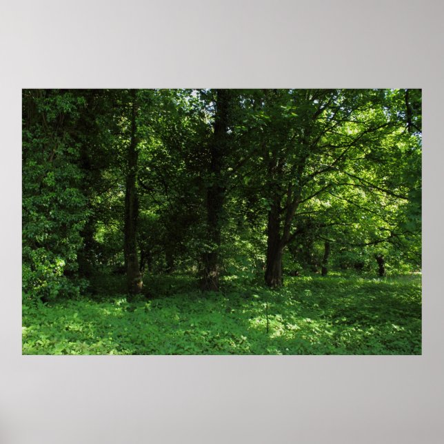 Vår i Skogen 02 Poster (Framsidan)