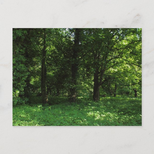 Vår i Skogen 02 Vykort (Framsida)