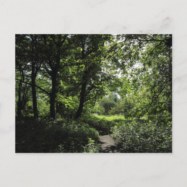 Vår i Skogen 03 Vykort (Framsida)