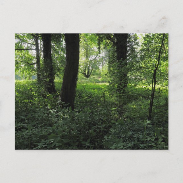 Vår i Skogen 04 Vykort (Framsida)