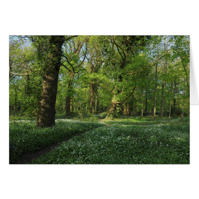 Vår i Skogen, Bute Park, Cardiff Hälsningskort (Framsidan Horizontal)