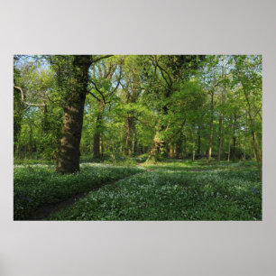 Vår i Skogen, Bute Park, Cardiff Poster