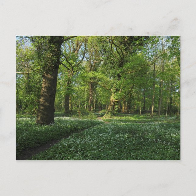 Vår i Skogen, Bute Park, Cardiff Vykort (Framsida)