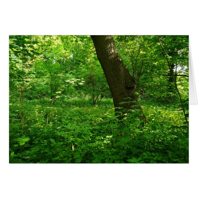 VÅR i SKOGEN Hälsningskort (Framsidan Horizontal)