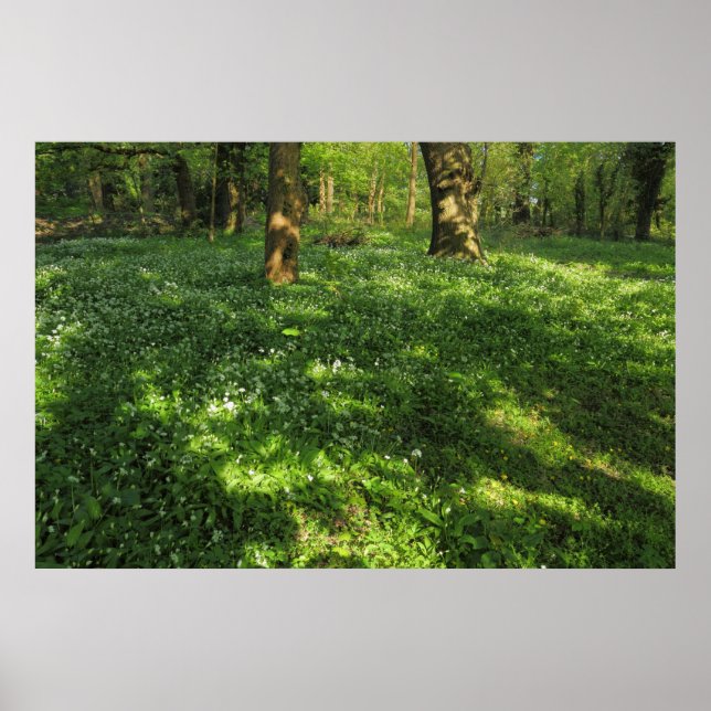VÅR i SKOGEN Poster (Framsidan)