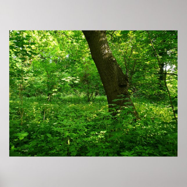 VÅR i SKOGEN Poster (Framsidan)