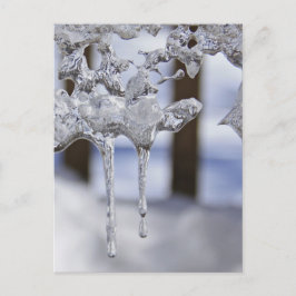 Vår Icicles Vykort