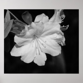 Vår II:s skönhet Poster