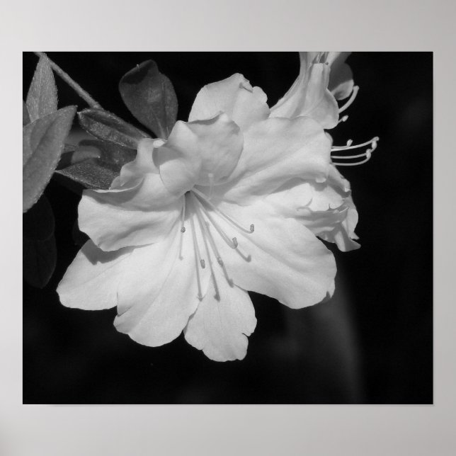 Vår II:s skönhet Poster (Framsidan)