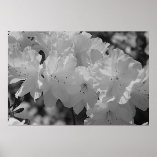 Vår III:s skönhet Poster (Framsidan)