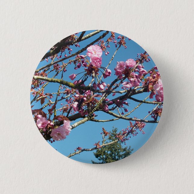 vår körsbär blommar knapp (Framsida)