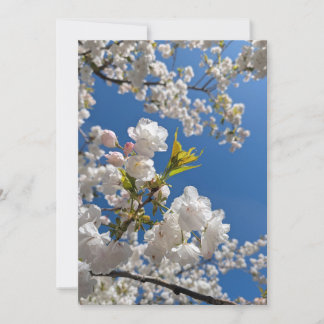 Vår Körsbärsblomning Inbjudningar