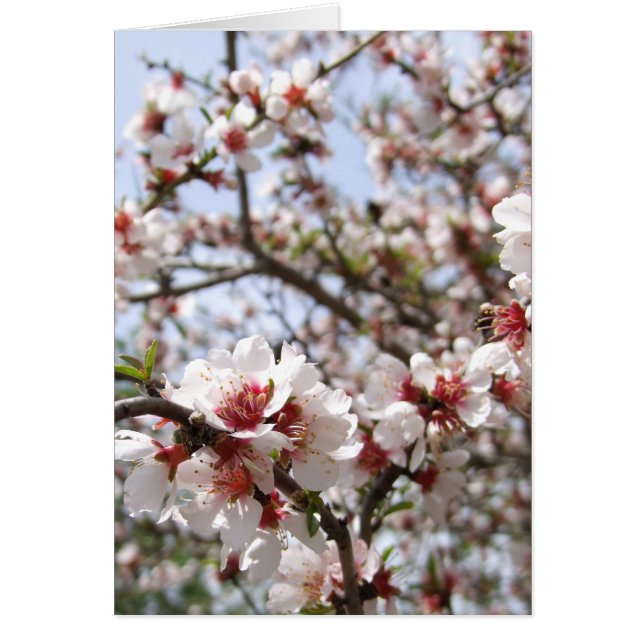 Vår-kort för blomma Blommar Hälsningskort (Framsidan)
