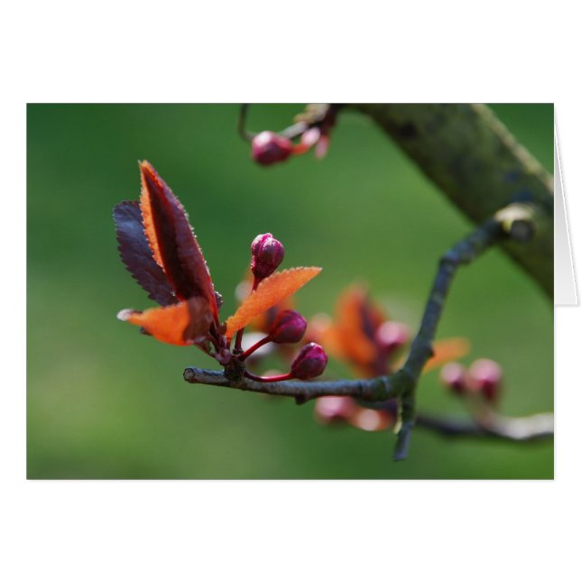 Vår-kort Hälsningskort (Framsidan Horizontal)