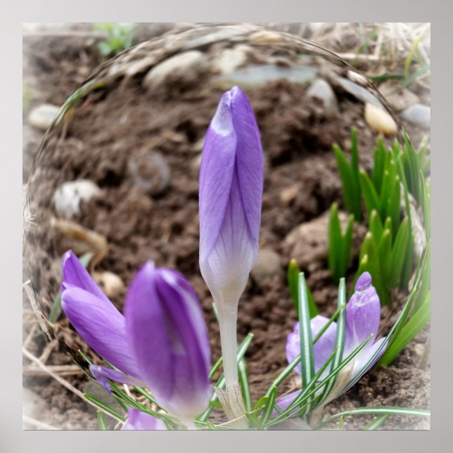 Vår krocuses poster (Framsidan)