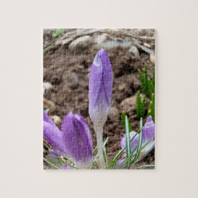 Vår krocuses pussel (Vertikal)