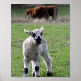 Vår Lamb - Fina Konsttryck Poster