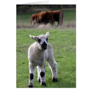 Vår Lamb Hälsningskort