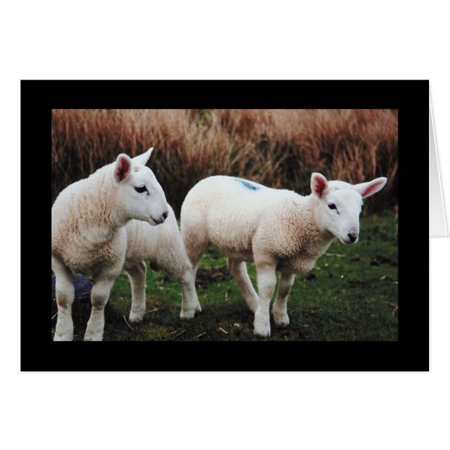 Vår Lamb Hälsningskort (Framsidan Horizontal)