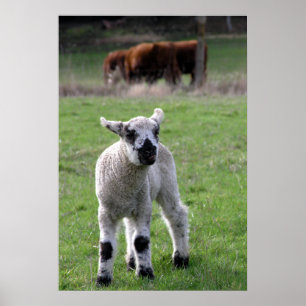 Vår Lamb - konsthjälpmedel Poster