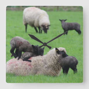 Vår Lamb och får Fyrkantig Klocka