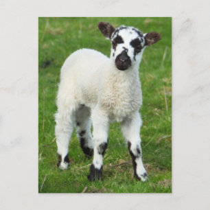 Vår Lamb Vykort