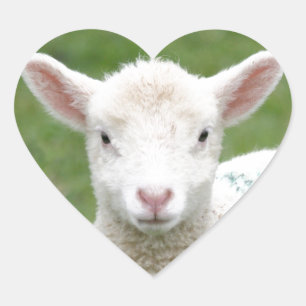 Vår Lambs Hjärtformat Klistermärke