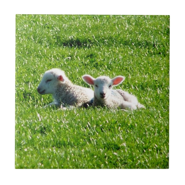 Vår Lambs i Sunshine Cornwall England Kakelplatta (Framsidan)