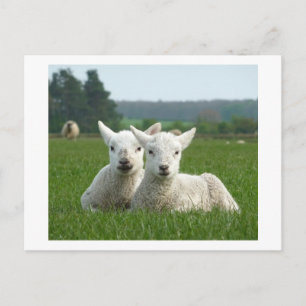 Vår Lambs Vykort