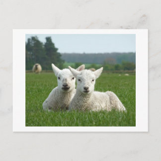 Vår Lambs Vykort