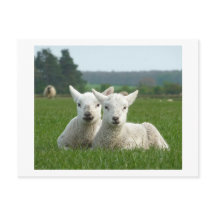 Vår Lambs