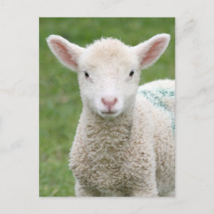 Vår Lambs Vykort