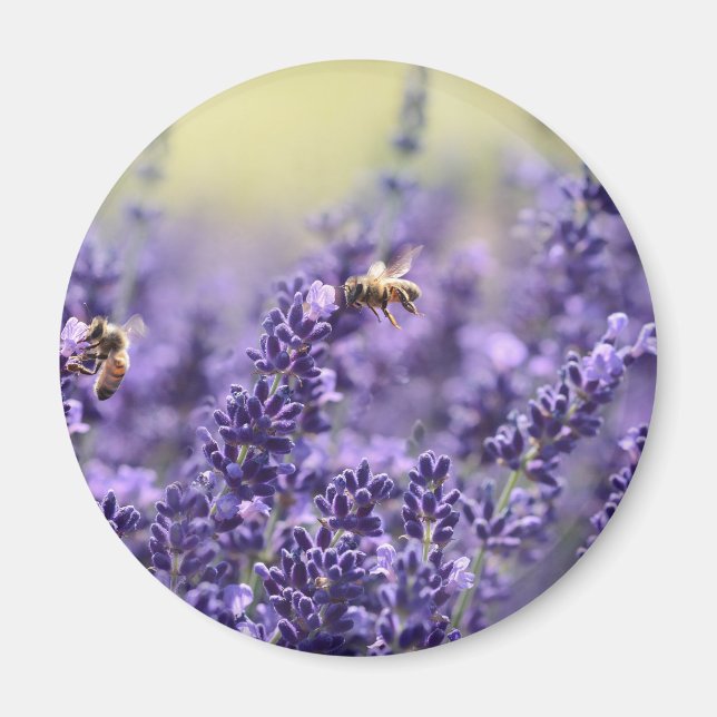 Vår Lavendel med Bin Lila Blommig Magnet (Framsidan)