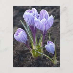 VÅR LILA CROCUS VYKORT