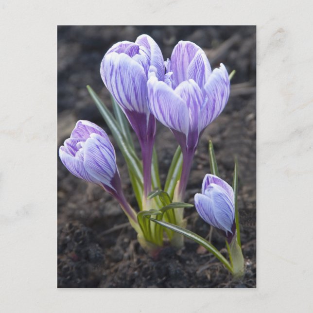 VÅR LILA CROCUS VYKORT (Framsida)