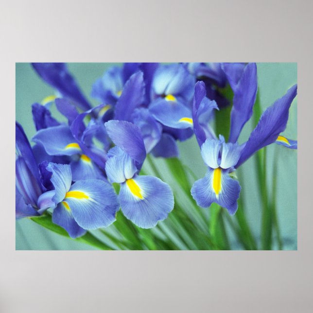 Vår Lila Iris Flowers Poster Art Print (Framsidan)