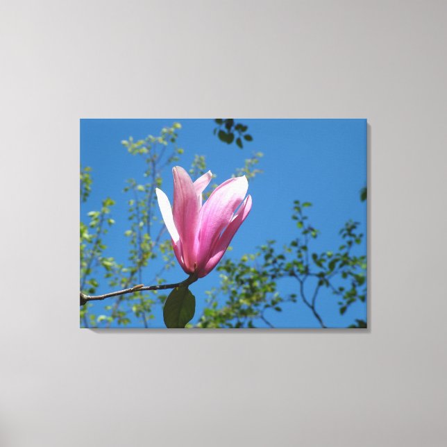 vår lila magnolia blomma i blå himmel. canvastryck (Framsida)