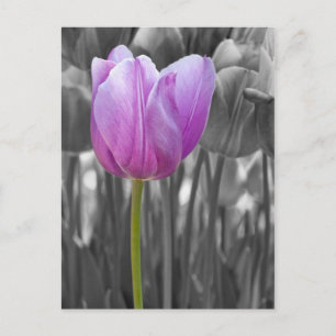 Vår Lila Tulip på Black and White Vykort
