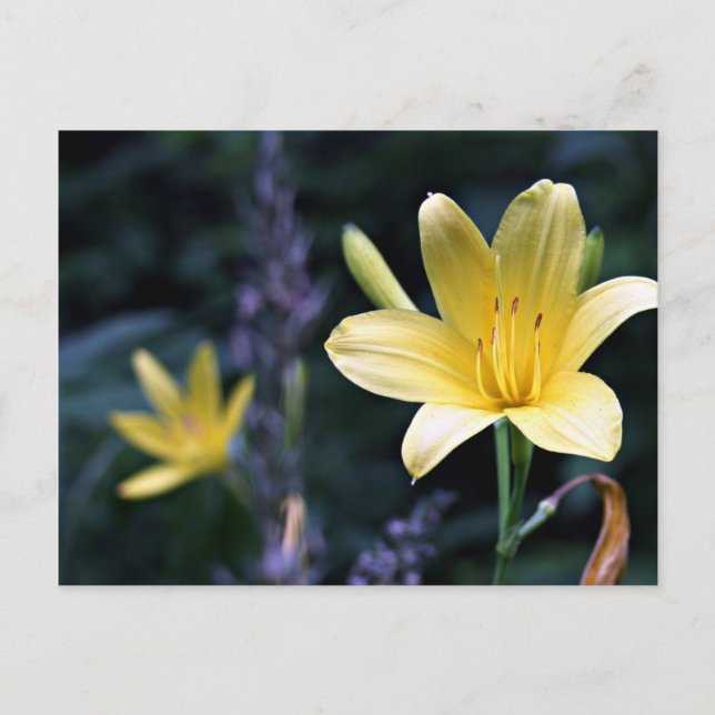 Vår Lilies vykort (Framsida)