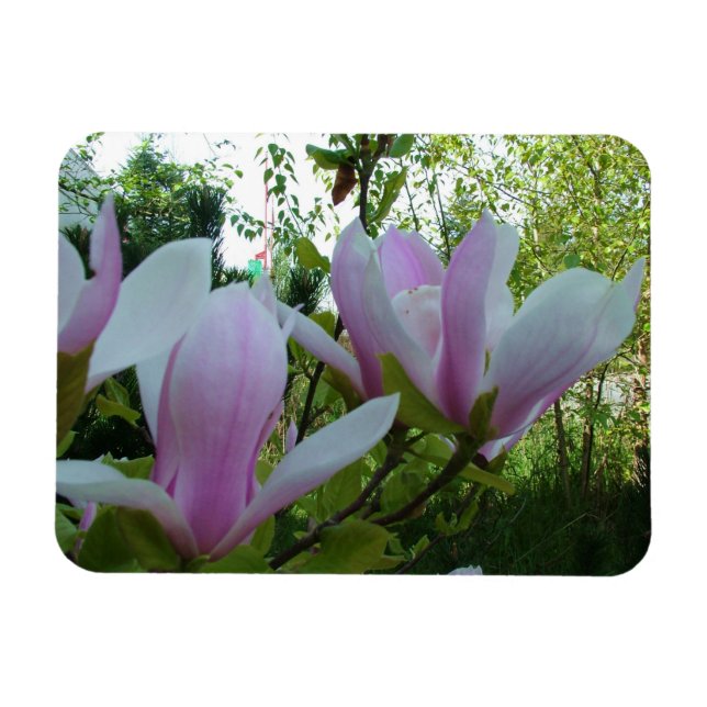 vår ljuslila magnoliablommor magnet (Horisontell)