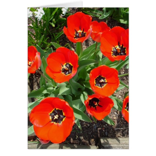 Vår Lökar Hälsningskort (Framsidan)