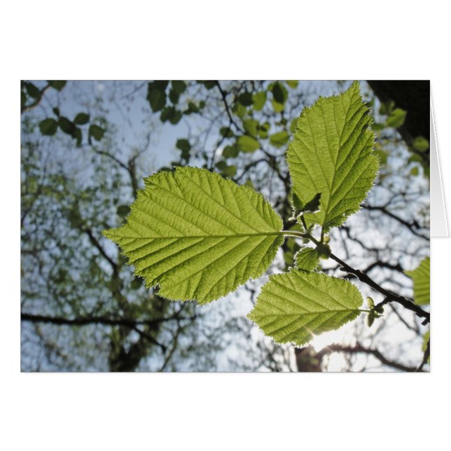 Vår löv-kort hälsningskort (Framsidan Horizontal)