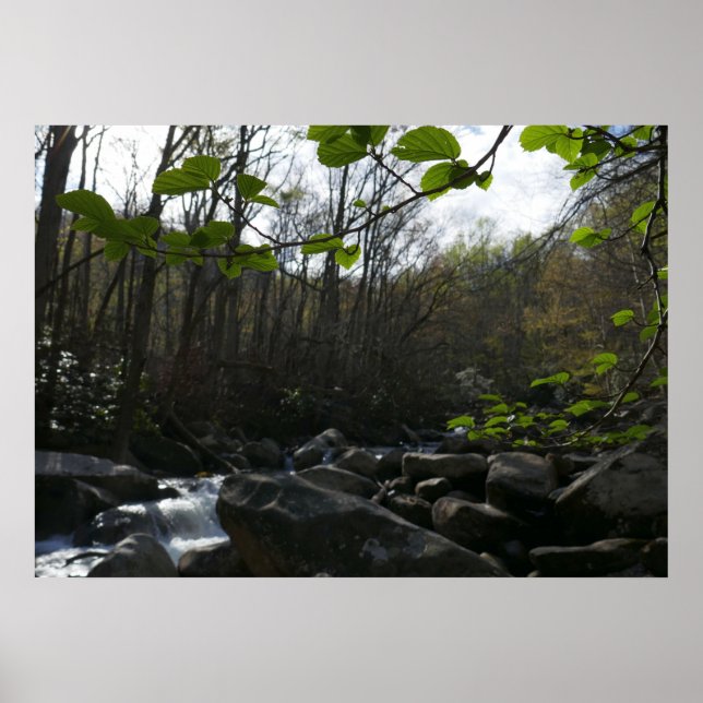 Vår Löv vid Little Pigeon River Poster (Framsidan)