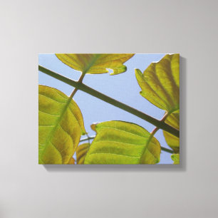 Vår Lövs Wrapped Canvas
