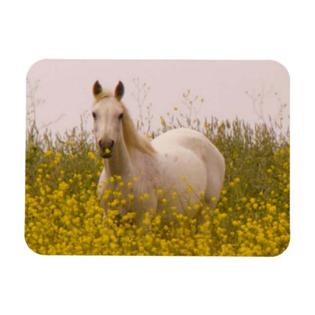 Vår Magnet (Horisontell)